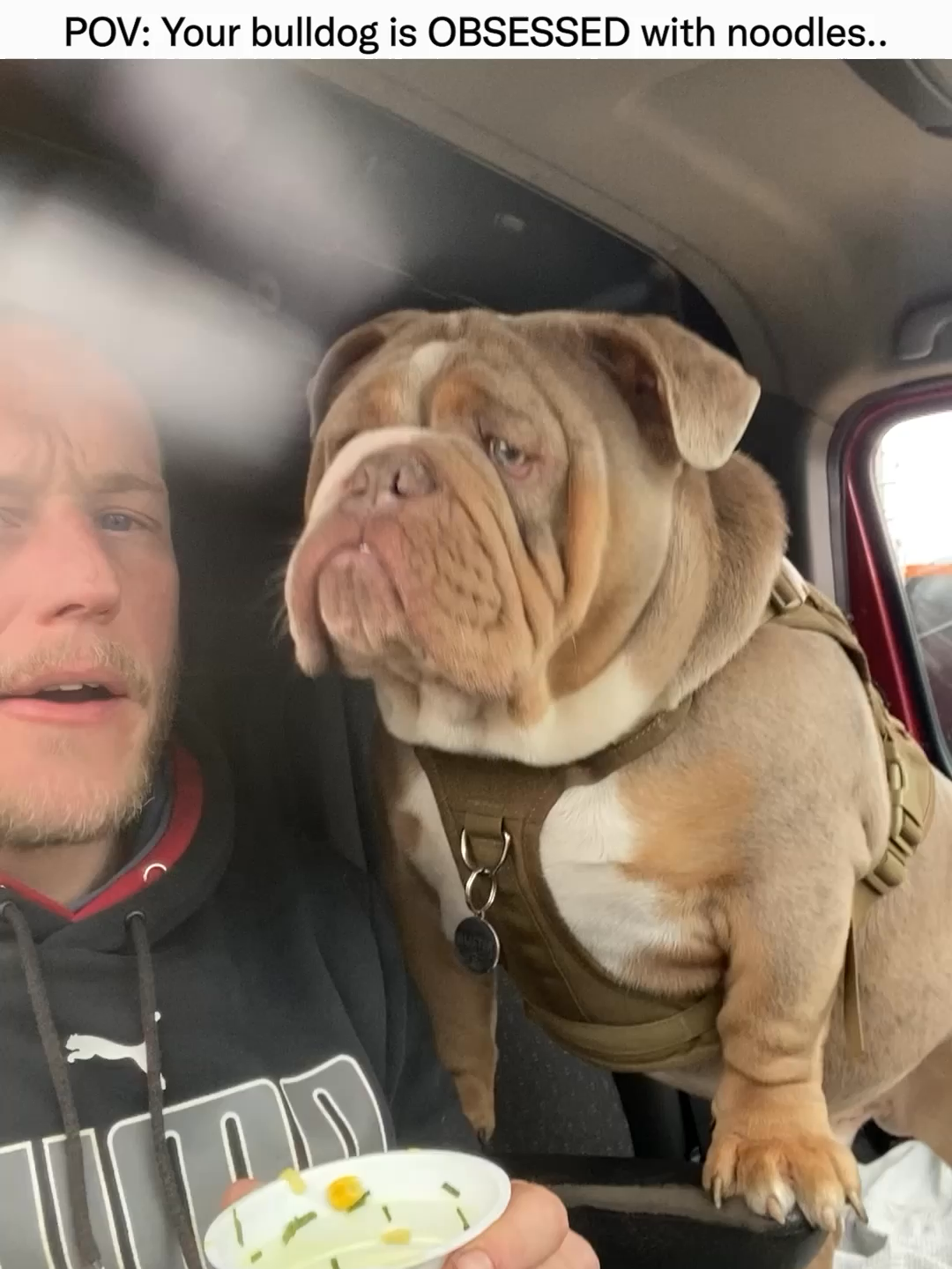 His bulldog loves noodles.. #Memezar (Jon Phillips via ViralHog)