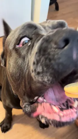 #bostonthecanecorso #canecorso  