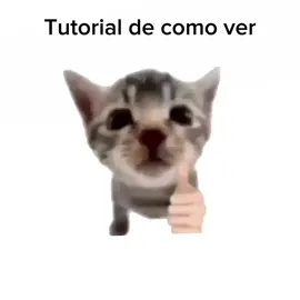 #gatos #humor ##viral #risa #gracia#tutorial #shitpost#fit#gato#cat#brainrot #fyp##asmr #ojos#asmr #gatobebe #cute#humorliteral #LIVEIncentiveProgram #LIVEStory #PaidPartnership 