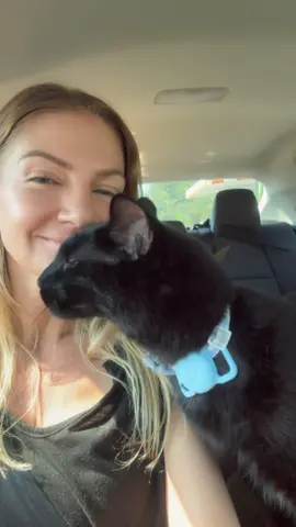 My ride or die road trip buddy #catsoftiktok #catmom #adoptdontshop #rescuecat #gus 