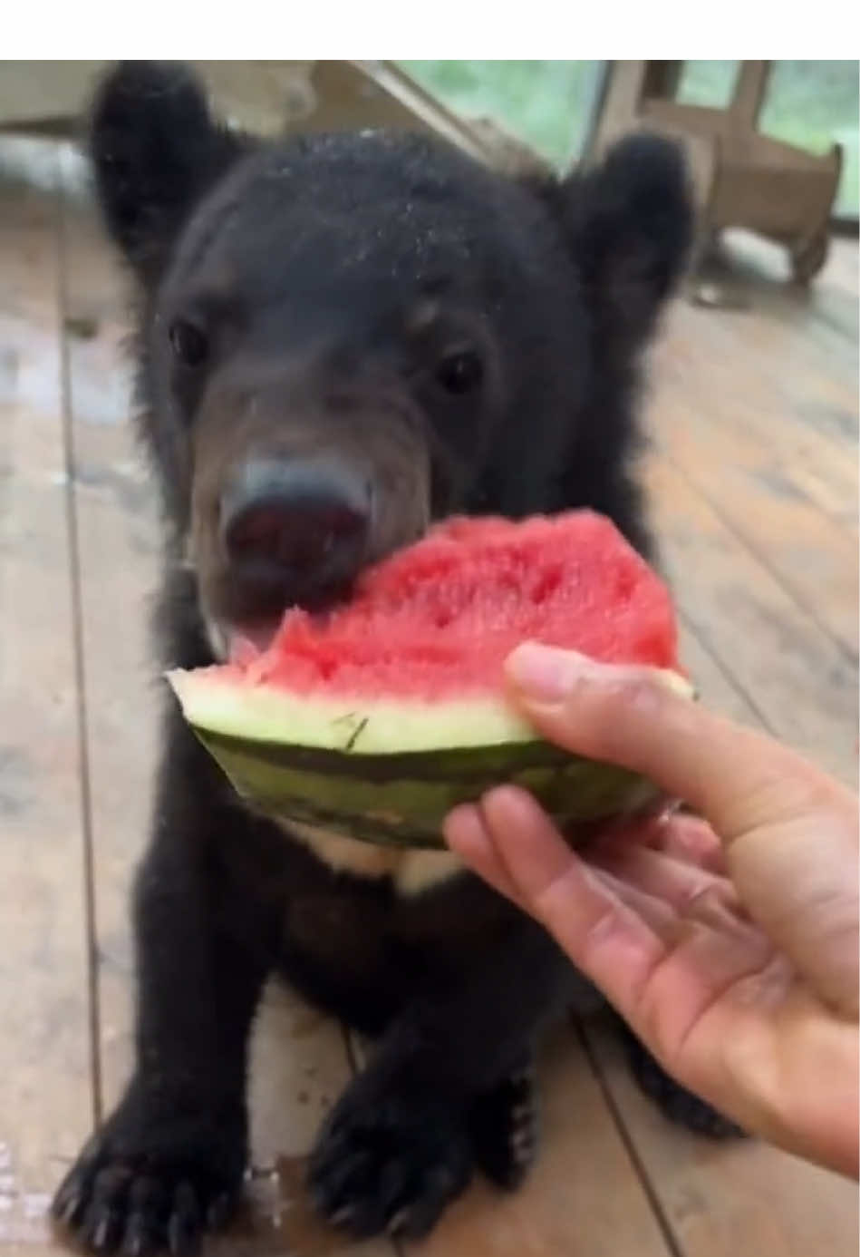 😯😯😯Yami yami!!! Bear baby eating watermelon 🍉 #cute #kitty #fyp #foryou #adorable #kitten