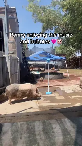 Penny actually loves to listen to music, look at her tail go!