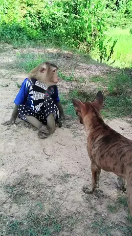 #MonkeyDaily #MonkeyVideos #FunnyAnimals  #PetMonkey 