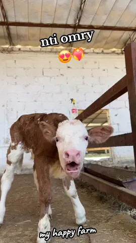 #my_little_farm #yahia_azioune  L'amour ❤️‍🔥😍