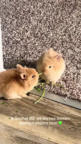 Fun fact: My  husband and I have fostered over 13 bunnies and currently own 6 🐰💛 #godisgood #graciasadios #fyp #fy #bunniesoftiktok #bunny #lionheadbunny #netherlanddwarf #oc #PetsOfTikTok #petlover #petlife 