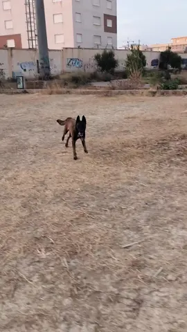 #dog #malinois #fyy 