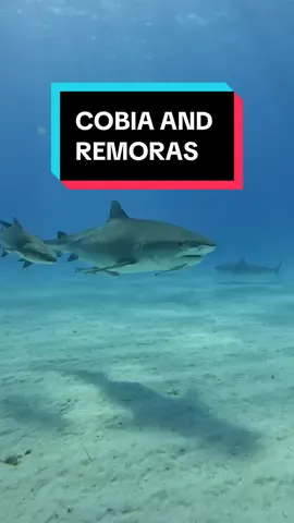 The two main fishes you see with bigger sharks are the Cobias 🐟 and the remoras 🤡  Cobia stay with the biggest shark 🦈 and remoras (the sucker fish) will happily stick to just about anything including me and you if it means they don’t have to swim 
