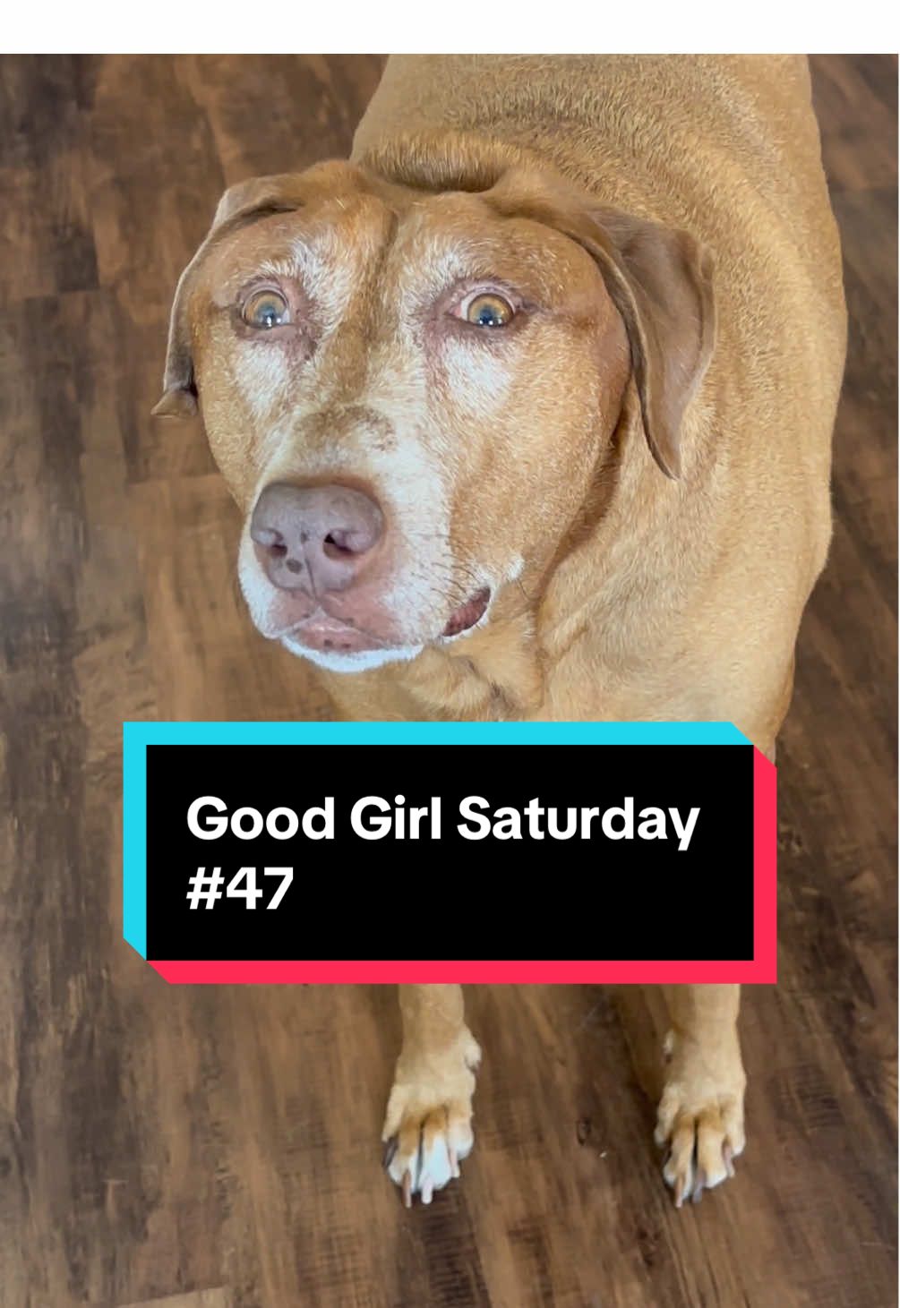 Belle celebrates Good Girl Saturday! She has done well. 