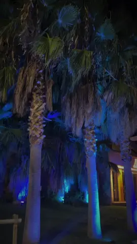 #beachvibes #fyp #palm #beachday #night #vacations #holidays 