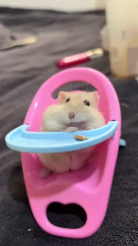 😂🐹#hamster #enanoruso #mascotastiktok #losalimentosquericosson🍉🍊🍎🍞🍲🍛🍗 #foryou 
