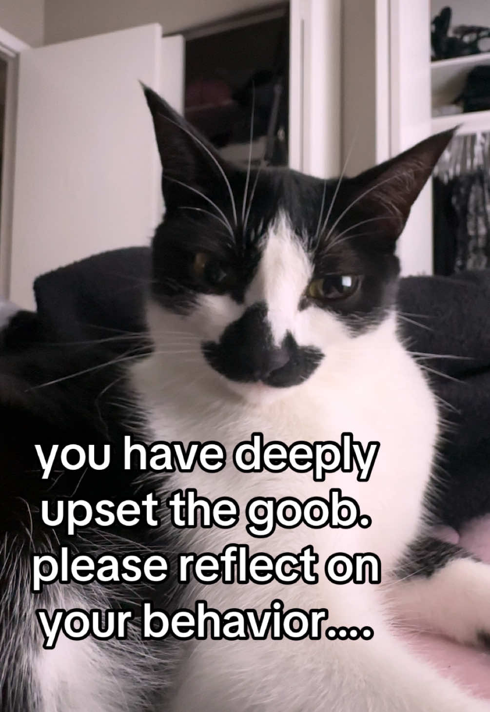 i’ve never seen her this angry…… #goob #goobie #meow #meowmeow #kitty #cat #kittycat #aww #adorable #socute #cute #cutecat #catsoftiktok #tiktokcats #creature #creaturefeature #tuxie #tuxedocat #mustache #mustachecat #blackandwhitecat #silly #funny #funnycat #sillycat 