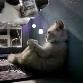 #fyp #cats #انا#يمثلني 