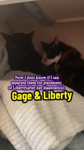 Gage & Liberty. Could they ever find a home together? 🤔 #catsanctuary #catrescuer #softslowedtrend #tiktoktrend #catsoftiktok donations desperately needed for liberties diagnostic testing and Bentleys Dental. Please help if you can donation link in bio. Thank you. Please help me get views just by watching this video until the very end. It is over a minute long and I am on the creator fund.  