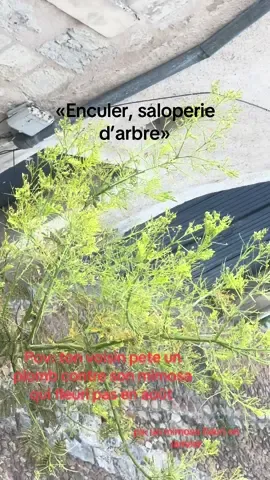 **saloperie de chanvre» 