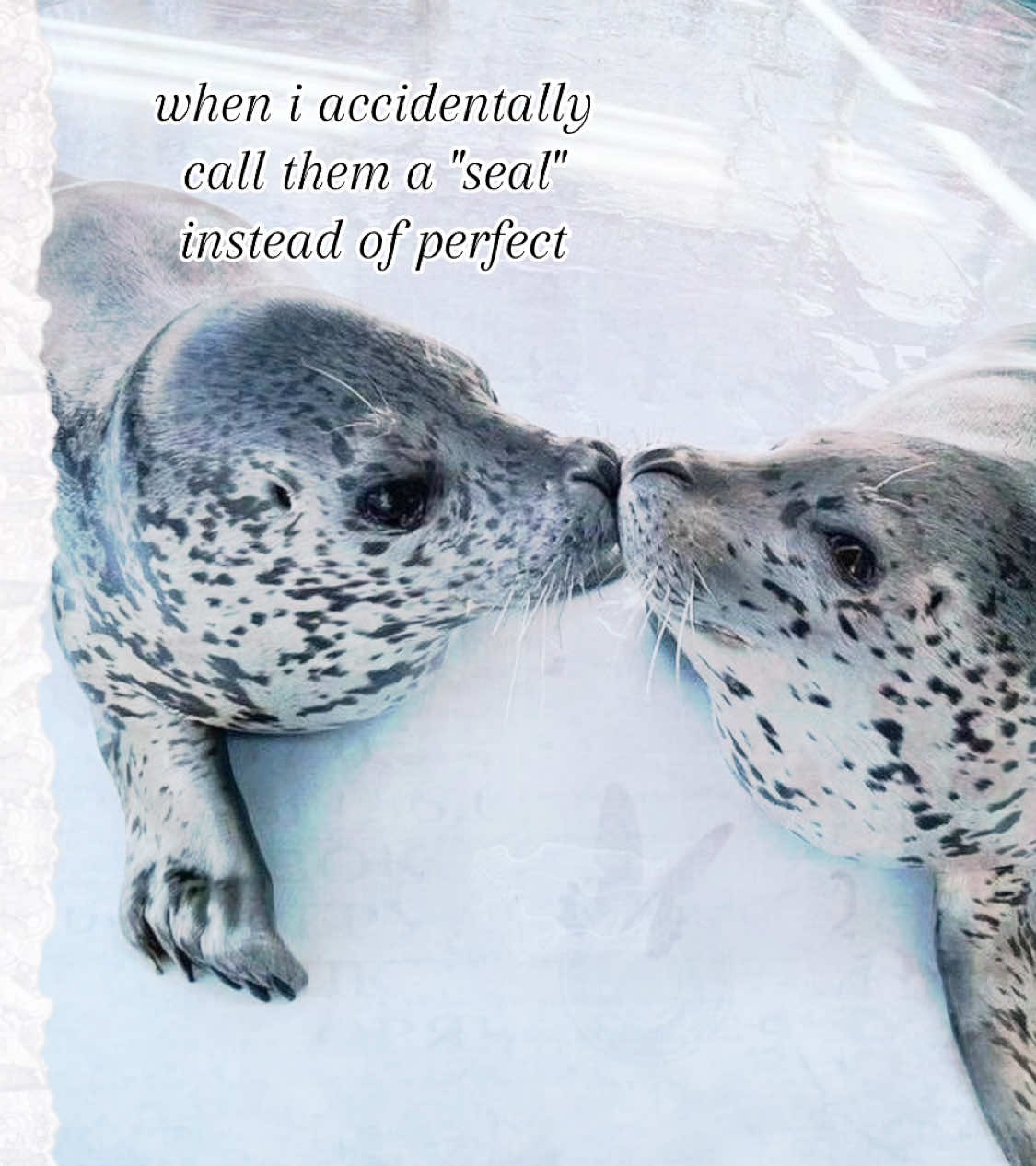 uh hi #sealtok #fyp #fy #seals #sealsoftiktok 
