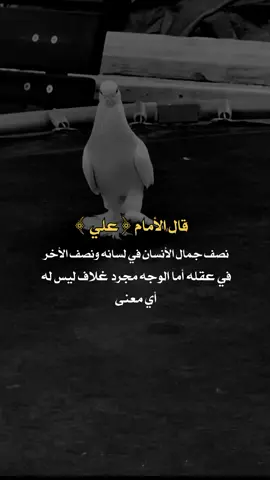 #قال الأمام علي  نصف جمال الأنسان في لسانه ونصف الأخر في عقله اما الوجه فليس له اي معنى #عبارات_عن_الحياة_عبارت_جميلة🖤 #اكسبلور 