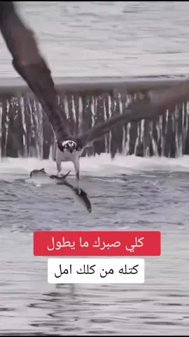 صوره شعريه جميله للشاعر الكبير