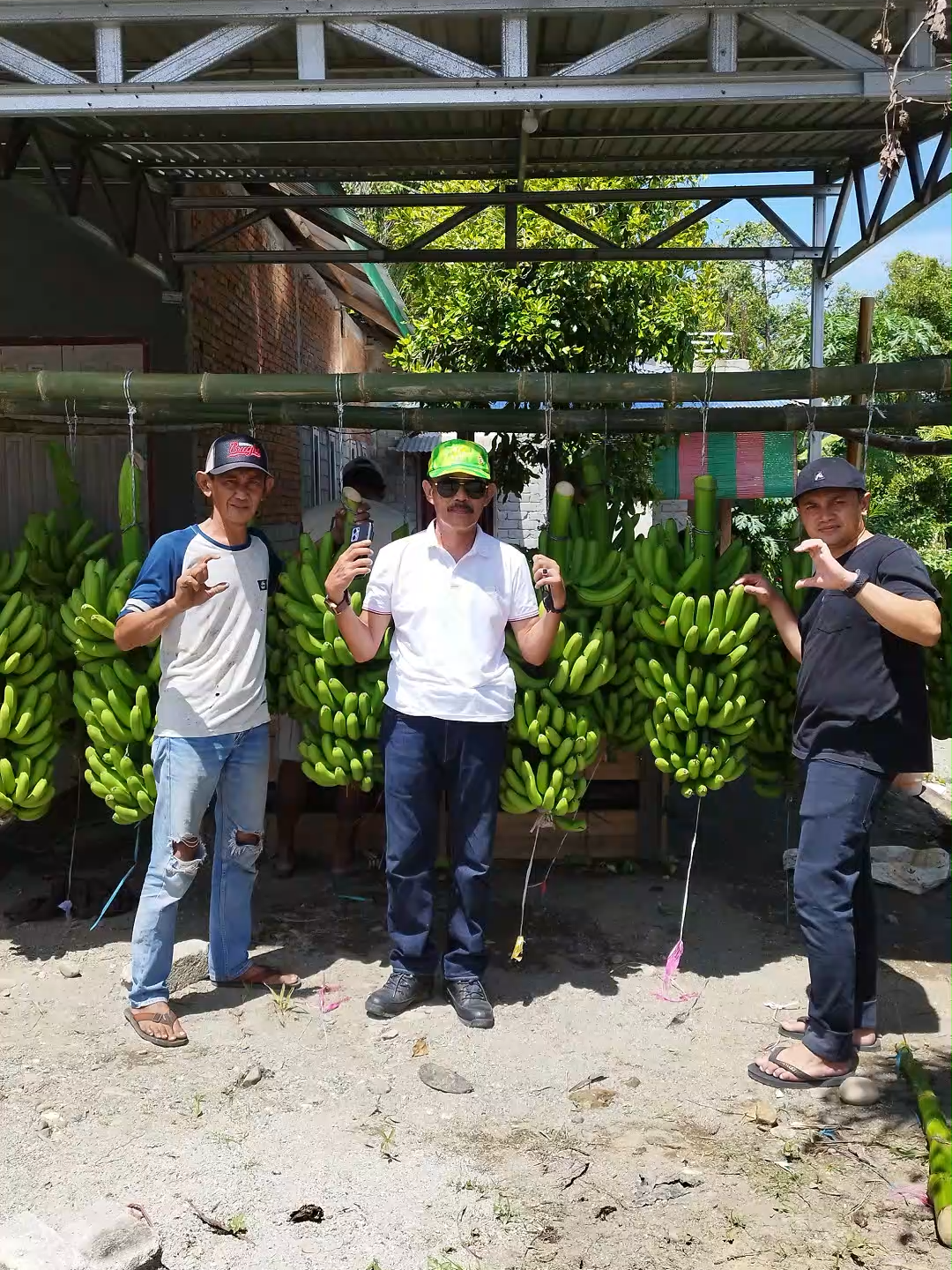 Praktik Budidaya Yg Baik & Pengelolaan Pasca Panen Yg Efektif Akan Mengurangi Risiko Kerugian Akibat Kerusakan Atau Penurunan Kualitas Buah, Sehingga Memaksimalkan Keuntungan Yg Diperoleh Petani. Kegiatan Ini Membuka Lapangan Kerja Baru Di Sektor Pertanian, Logistik & Pengolahan Hasil Panen #agriculture #cavendish #panen #pasangkayu #sulawesibarat  @luikiin @eman11859@diam7898 @athahanif_00 @asad.mawon @de.gea99 @aamkh_pm071 @duhaeni @pecintatani0 @arfankadiroh @vhaning021 @hengki.ismanto1 @lismaundinglantu @mandiri913 @irwan.wan336 @.srundeng_gm @muhammad_shurah @arsyad.ganie.se.a @fajarsyahputra9427 @novirey1 @gepengturirejo00 @junaedi_303 @petrikk2995 @owen.cell7 @hawarni28  @muhnurwijayajaya3 @akky_metacon @parmo0129 @suryautama1807 @udin21116 @banpol.s @sinarsittos0 @abdhindalem1 @unilamasipato @ridwanridwan872 @sutrisnoiskandar2 @palgow @nirma.73 @kotakite789 @pejuangcuang07 @tawiralfath @nanda24311 @ceriacaricuan @zenzaoffice @pecintatani0 @alemong599 @akbargrming