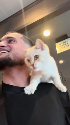 Mission accomplished ✅ Pup cups are now Purr cups 🐱☕#starbucksrun #missionsuccesful #pupcupstarbucks #purrcupstarbucks #fyp #nyc #catsoftiktok #shouldercat #catadventures 