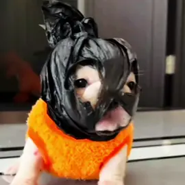 Pibble #fyp #foryou #pibble #funny #meme #anime #viral  
