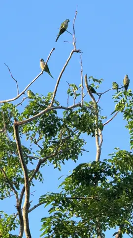 #quaker #quakerparrots #cotorra #cotorraargentina #bird #birds #aves #animals #animalsoftiktok 