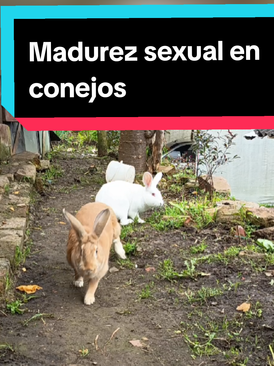 la Madurez sexual en conejos, como lo es la raza nueva Zelanda en machos llega a los 5 a 6 meses y las hembras  alcanzan su madurez sexual de los 4 a 5 meses. pero lo ideal para una reproducción, es que la hembra tenga 6 meses en adelante #mascotas #rabbits #cunicultura #cunicultura #animalestiktok 