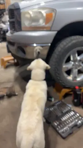 Ace, my dad’s pyrador, and his one single brain cell hard at work.  #dog #funny #farmlife #truck #pyrador  