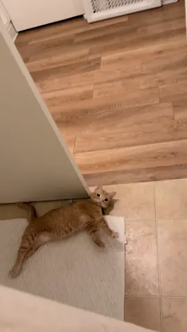 anyone else have a clingy cat? #catsoftiktok #dwarfcat #cattok #fyp 
