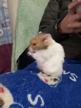 JAJAJA #paratiiiiiiiiiiiiiiiiiiiiiiiiiiiiiii #humor #hamster #caida #flypシ #humortiktok  