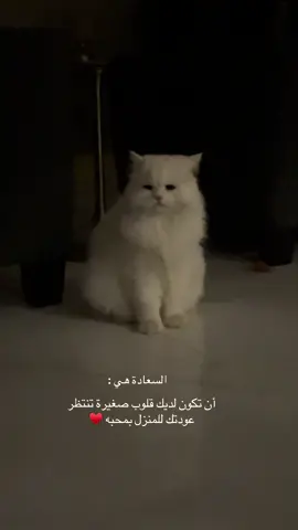كل مارجعنا لقيناه في نفس المكان ينتظرنا  #f #c #baby #cat #challenge #bayonetta #catsoftiktok 