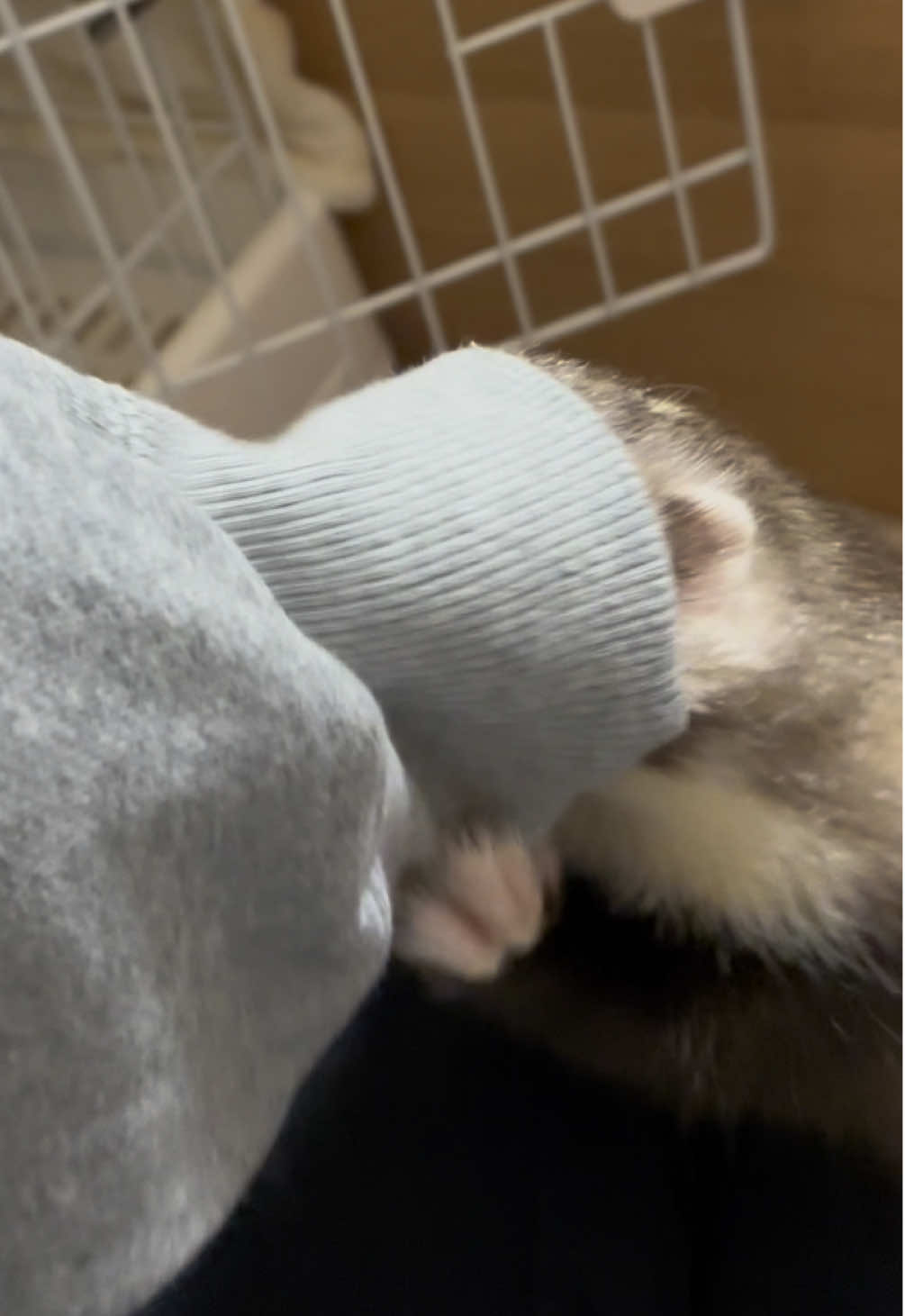かまってアピールがすごい𐔌՞･·･՞𐦯 ⁡ #CapCut #フェレット #ファーファームアンゴラフェレット #ferret #フェレットのいる暮らし #フェレットワールド #ペットのいる暮らし #エキゾチックアニマル #もふもふ 