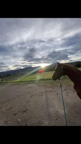 #venezuela🇻🇪 #fyp #joropoparaelmundo #caballosoficial 