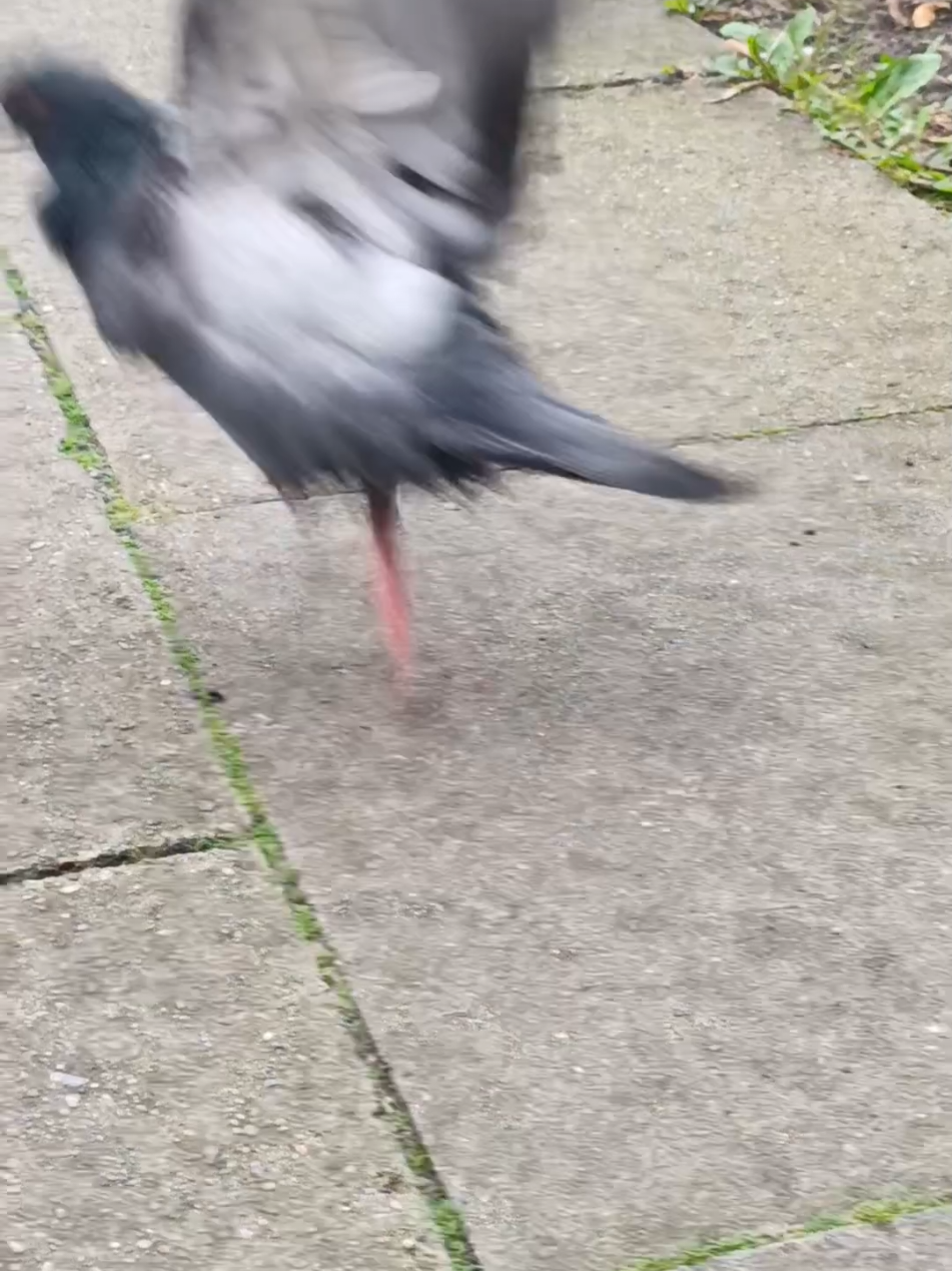 Heute morgen wenn draußen eine Vogel vor dir steht und und dich komisch anguckt🤣🤣🤣#endefypシ💯 