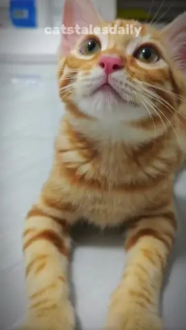 Here’s everything you need to know about orange cats. #cat #catlover #catsoftiktok #facts 