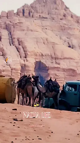 ياجمال اصطبر ماوَدّعتهُم#ياجمال #تانيني_صحت_عمي_ياجمال #سعدي_توفيق #سعدي_توفيق_تانيني_صحت_عمي_يجمال #عراقيات #صوت_الذكريات #اغاني_عراقية #ذوقي_عالم_من_اختياري #لايكات #ستوريات #ترندات_تيك_توك #مشاهدات_تيك_توك #مليون_مشاهدة❤ #ArabTikTok #explore #following #اكسبلوررررر #foruyou #fyp #البادية 