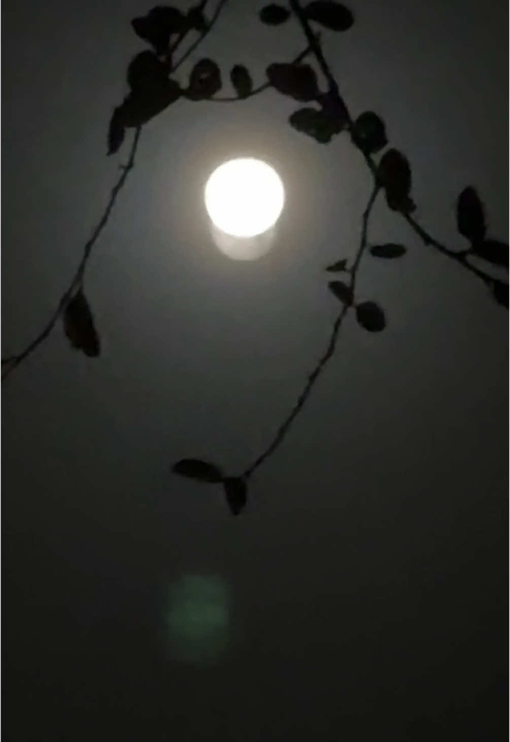 #viral #foryou #copylink #foryoupage #প্রজাপতি🦋 