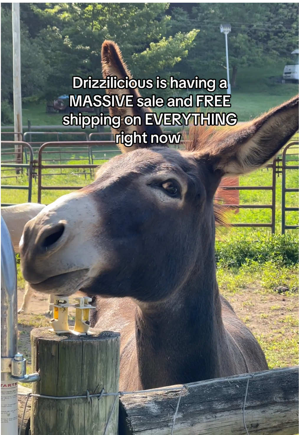 STOCK UP bc it’s gonna be a long time till we see Drizzilicious this cheap again! #drizzilicious #snack #snacks #healthysnacks #tiktokshopbacktoschool 