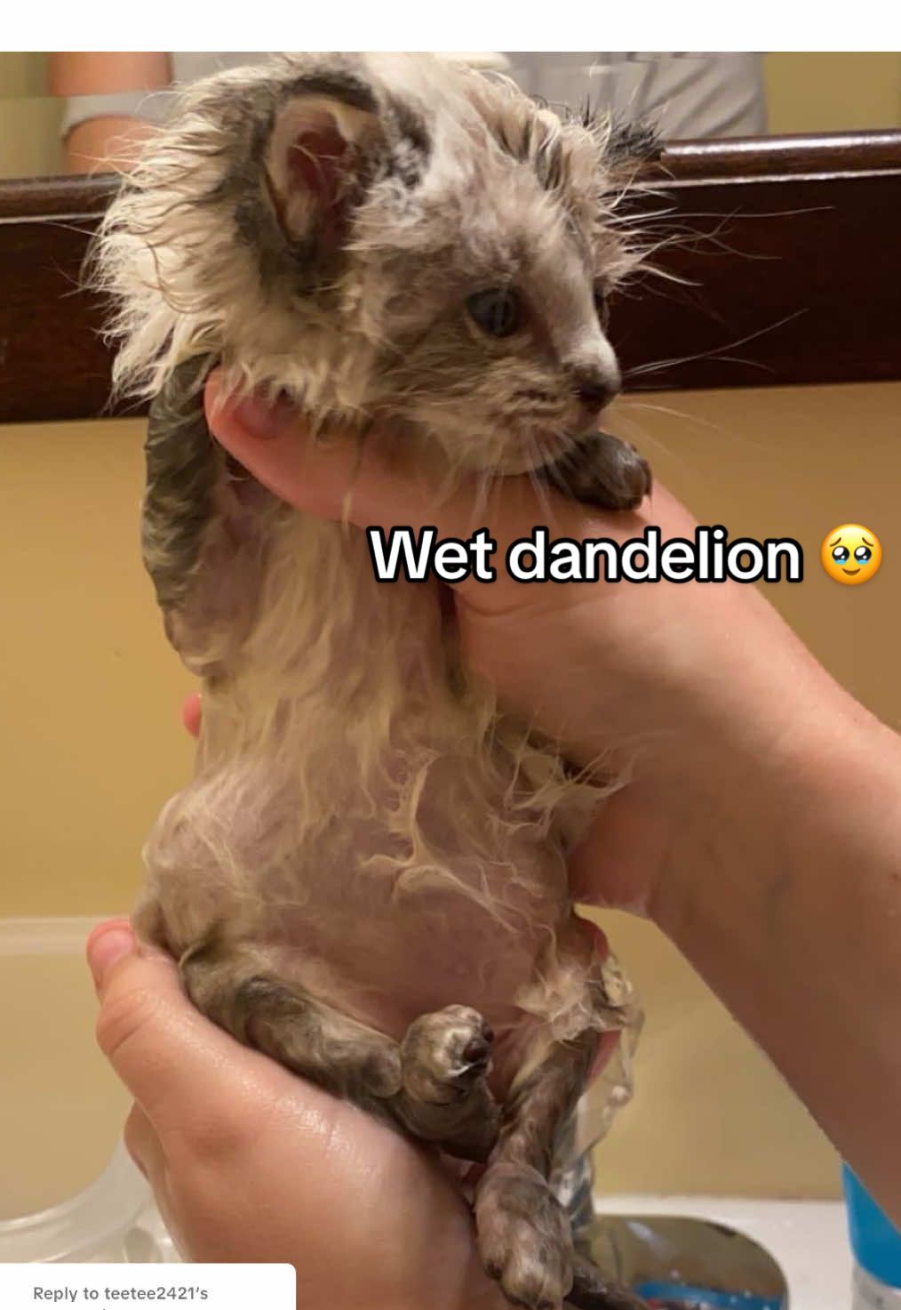 Replying to @teetee2421 This is Meeko WET WET 😆🐀