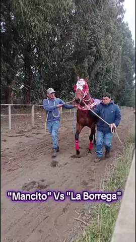 Cuadrangular Complejo Hípico Villa Mercedes 09/08/2025🏇🏇🏇🏇❤️ 🏆🥇 Mancito 🥈Biscochito 🥉La Borrega 🏅 El Piruja   #paratiiiiiiiiiiiiiiiiiiiiiiiiiiiiiii #carrerasalachilena🐎 #chileneras🐴💯 #campochileno🇨🇱🐴❤ 