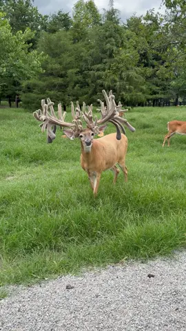 #deerlife #40millionviews                  #somebodyswatchingme
