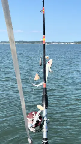 This was caught right after I went swimming 😭😭 #babyshark #babysharkchallenge #sharkfishing 