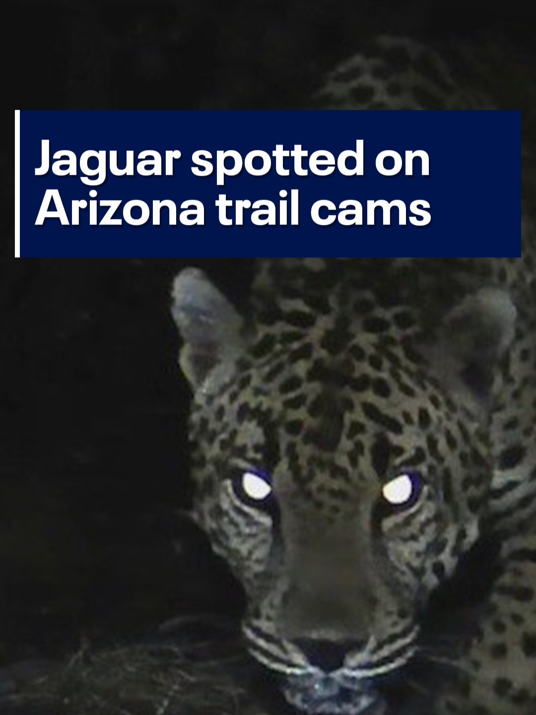 A jaguar has been detected on trail cameras in Arizona, making it the fourth one observed by the University of Arizona's Wild Cat Research and Conservation Center. 😺 #news #arizona #wildlife #wildcats #az #jaguar #fox10phoenix