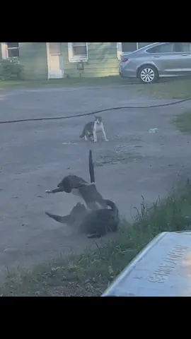 Cat fights will always be funny💀 #catfight #funny #outsidecats #catlover #catsoftiktok 