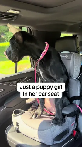 Well she meets the weight requirement. She’s just a babyyyyy 😂 #greatdane #funnydog #puppy #greatdanepuppy