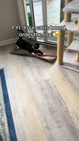 This toy is too cheap not to get. Cat need entertainment too 🥲 #cattoys #catslovers #catsvideo 