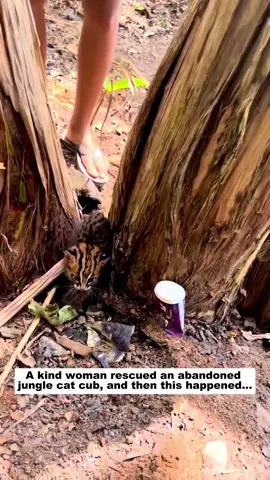 A kind woman rescued an abandoned jungle cat cub, and then this happened...#wildlife #rescue #animals #lovestory #junglecat 