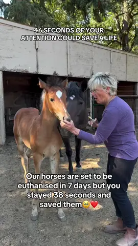 Little Clover is just about two months old now and  it’s time for his first deworming. He’s been rubbing his butt against the fence so I know he he’s got worms! Normally, I halter the babies when I medicate them, but he’s such a good boy I can do it without. Willow was wondering what I was doing. #horse #horses #equine #equinesofinstagram #foal #colt #colts #filly #babyhorse #pony #unicorn #unicorns #unicornio #mylittlepony #horsegirl #horselife #ponylove #horselover #horselovers #horseofinstagram #horsesofinstagram #horsesofinsta #horsestagram #horselove #lovehorses #horseblog #horseblogger #newbergoregon #horsey #horsegirl #myhorse @Carolyn @Krissy P. 