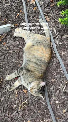 Like wdym she’s mine omg i love her!!! #cat #kitty #layingdown #socute #mycat #relatable #shessocutelayingdown 