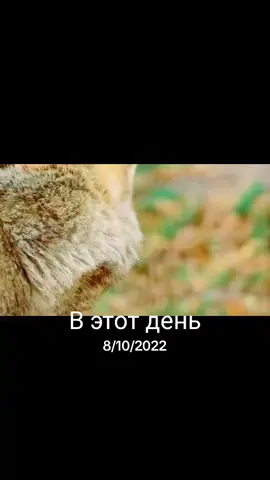 #ВэтотДень #Bike🏍 #wheneverwherever #белоозерск🇧🇾 #ivan🦉wise #schooloflife #одинокийволк #quattocontrol #drive 