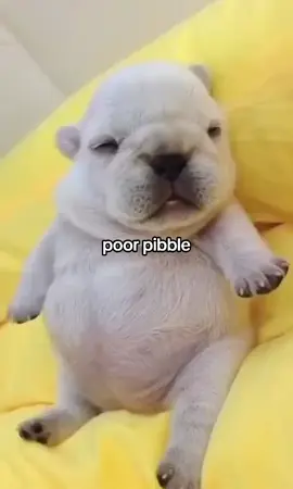 #fyp #viral #pibble 